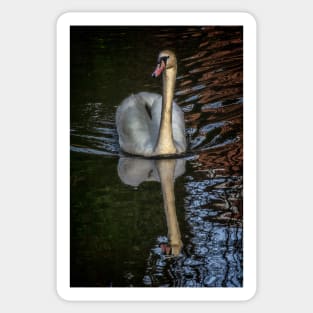 A Swan On The Kennet Sticker